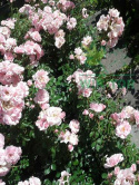 Róża wielokwiatowa Bonica