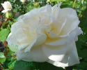 Róża wielokwiatowa Czajka