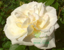 Róża wielokwiatowa Czajka