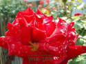 Róża wielokwiatowa Irena