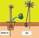 Róża wielokwiatowa Irena