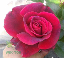Róża wielokwiatowa Irena