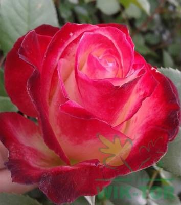 Róża wielokwiatowa Jubi