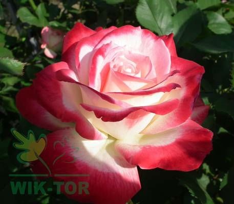 Róża wielokwiatowa Jubi