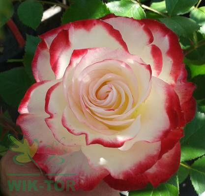 Róża wielokwiatowa Jubi