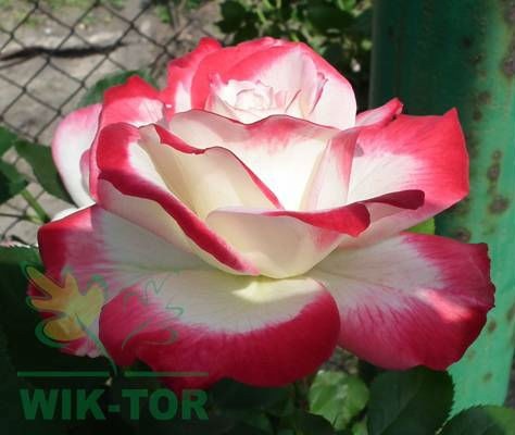 Róża wielokwiatowa Jubi