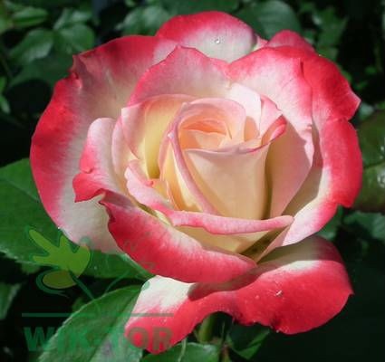 Róża wielokwiatowa Jubi