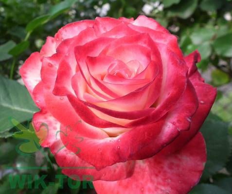 Róża wielokwiatowa Jubi