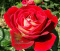 Róża wielkokwiatowa Kronos
