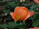 Róża wielokwiatowa Londek