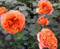 Róża wielokwiatowa Londek