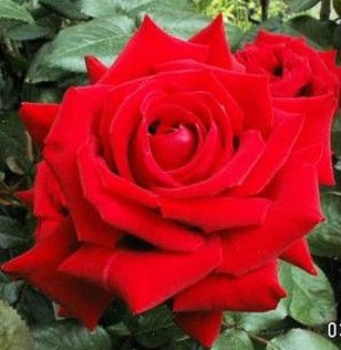 Róża wielkokwiatowa Ira