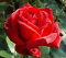 Róża wielkokwiatowa Ira