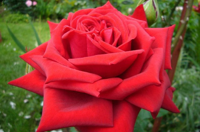 Róża wielkokwiatowa Ira