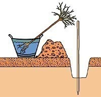 Róża wielokwiatowa Jubi