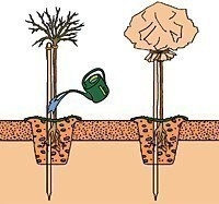 Róża wielokwiatowa Jubi
