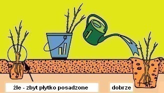 Róża wielokwiatowa Jubi