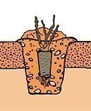 Róża wielokwiatowa Jubi