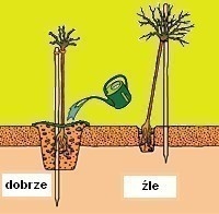 Róża wielokwiatowa Jubi