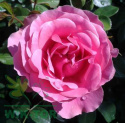 Róża wielokwiatowa Xenon