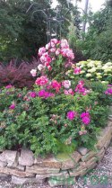 Róża pnąca Rosarium