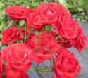 Róża okrywowa Red Alex