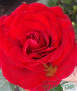 Róża pnąca Mila