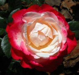 Róża pienna Jubi
