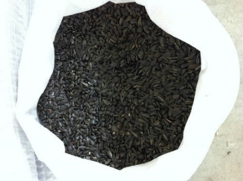 Słonecznik ogrodowy 10g