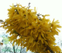 Forsycja pośrednia Spectabilis