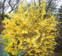 Forsycja pośrednia Spectabilis