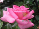 Róża wielkokwiatowa Dionizos