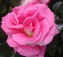 Róża wielkokwiatowa Dionizos