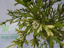 Żywotnikowiec japoński thujopsis Veriegata