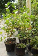 Aronia wielkoowocowa