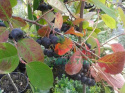 Aronia wielkoowocowa
