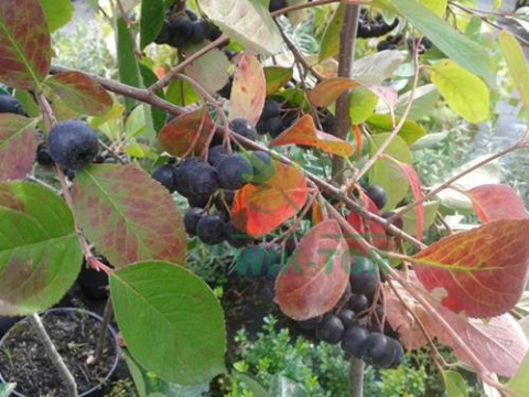 Aronia wielkoowocowa