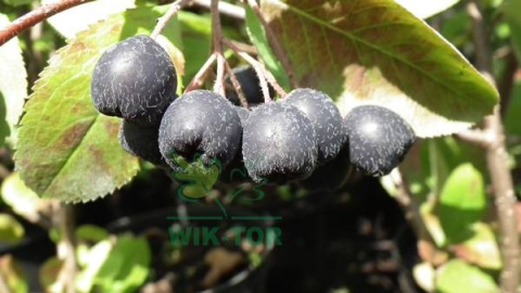 Aronia wielkoowocowa