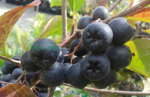 Aronia wielkoowocowa