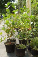 Aronia wielkoowocowa