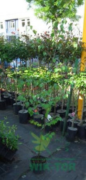 Brzoza pożyteczna Jacquemounta Betula
