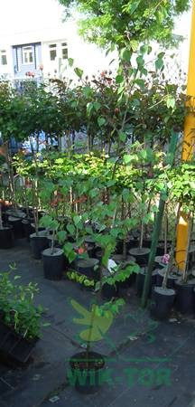 Brzoza pożyteczna Jacquemounta Betula