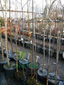 Brzoza pożyteczna Jacquemounta Betula