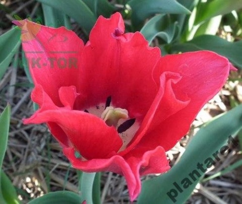 Tulipan liliokształtny Pretty Woman 5szt