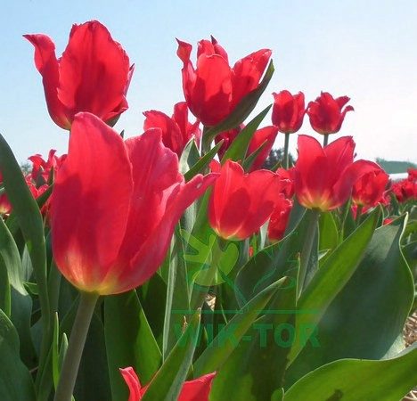 Tulipan liliokształtny Pretty Woman 5szt