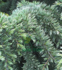 Cedr libański 'Glauca'