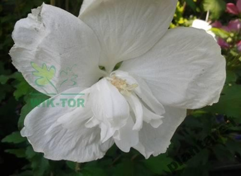 Ketmia syryjska Hibiskus biały pełny