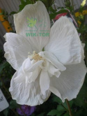 Ketmia syryjska Hibiskus biały pełny