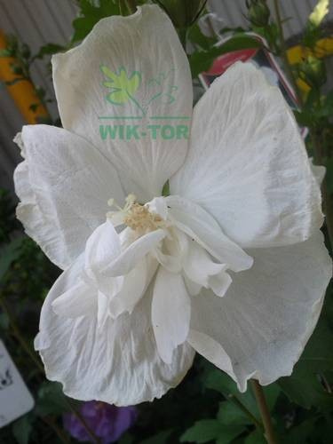 Ketmia syryjska Hibiskus biały pełny