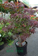 Klon palmowy Atropurpureum